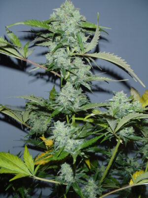White Russian Auto SeriousSeeds