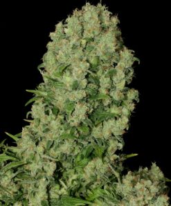 White Russian regular SeriousSeeds