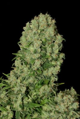 White Russian SeriousSeeds