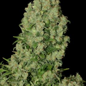 White Russian SeriousSeeds