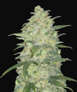 White Widow Auto Fast Buds Seeds