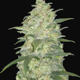 White Widow Auto Fast Buds Seeds