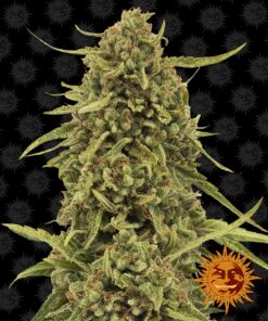 Widow Remedy Regular Barneys Farm Seeds