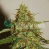 Wild Thailand Ryder Auto WorldOfSeeds
