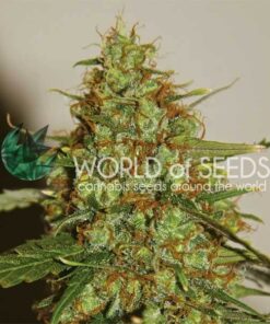 Wild Thailand Ryder Auto WorldOfSeeds