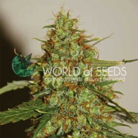 Wild Thailand Ryder Auto WorldOfSeeds