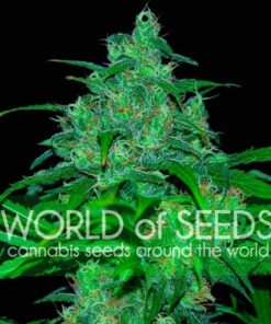 Wild Thailand WorldOfSeeds