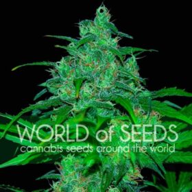 Wild Thailand WorldOfSeeds