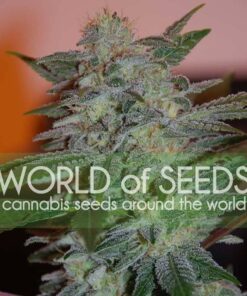 Yumbolt 47 WorldOfSeeds