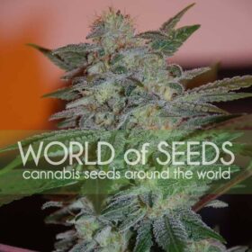 Yumbolt 47 WorldOfSeeds