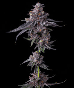 Zillions Barneys Farm Seeds