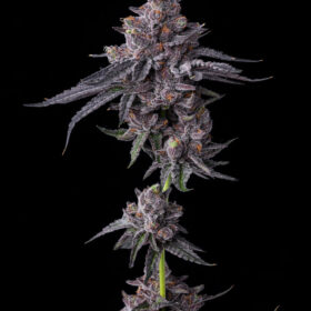 Zillions Barneys Farm Seeds