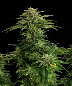 Zkit Kandy Dream Kannabia Seeds