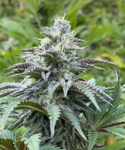 Zkittlez Auto Kannabia Seeds