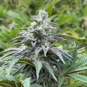 Zkittlez Auto Kannabia Seeds