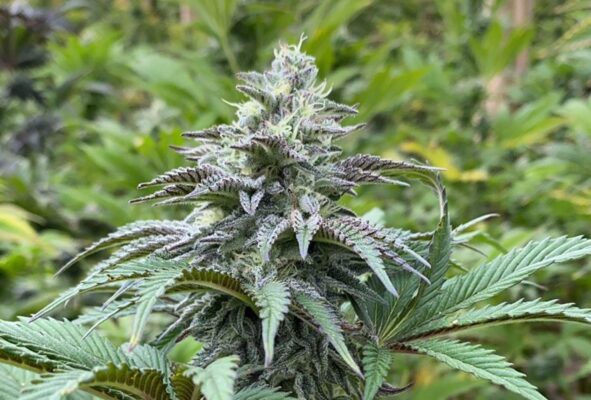 Zkittlez Auto Kannabia Seeds
