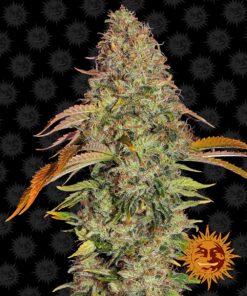 Zkittlez OG Auto Barneys Farm Seeds
