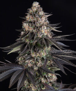 Zoap Barneys Farm Seeds