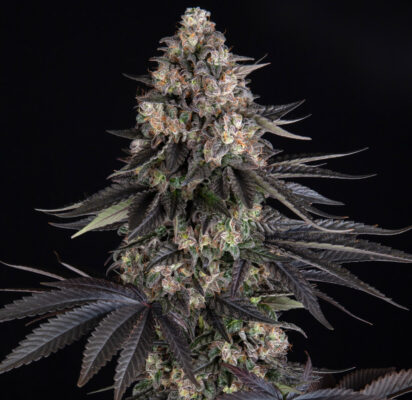 Zoap Barneys Farm Seeds