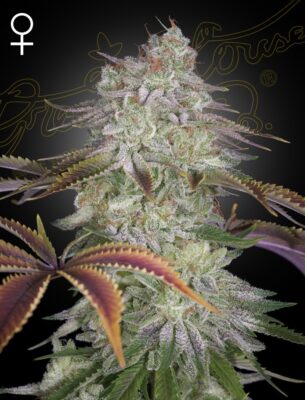 AlienZ Green House Seeds