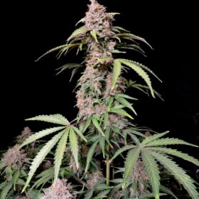 Amnesia Zkittlez Auto Fast Buds Seeds