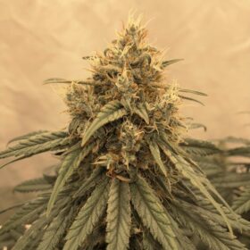 Amsterdam Amnesia Dutch Passion Seeds