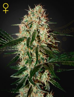 Aranjs Haze 3 Green House Seeds