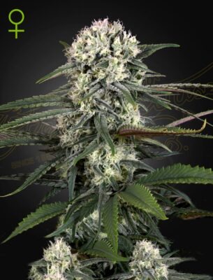 Bomb Auto Green House Seeds