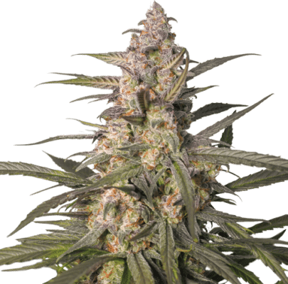 Northern Dragon Fuel Auto SuperSativaSeedClub