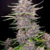 Banana Purple Punch Auto Fast Buds Seeds