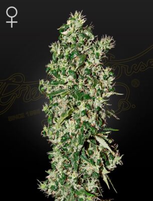 Big Tooth Green House Seeds