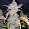 Blackberry Auto Fast Buds Seeds
