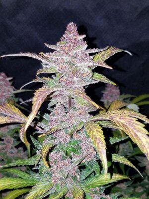 Blackberry Auto Fast Buds Seeds