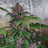 Blackberry Kush Auto Dutch Passion Seeds