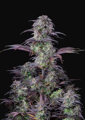 Blueberry Auto Fast Buds Seeds