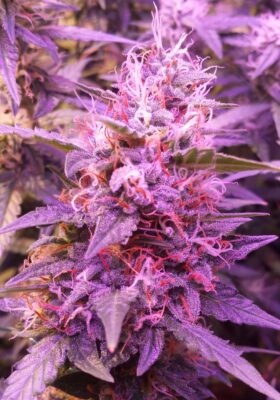 Brooklyn Sunrise Auto Dutch Passion Seeds