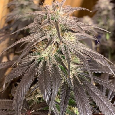 Bubba Island Kush Dutch Passion Seeds
