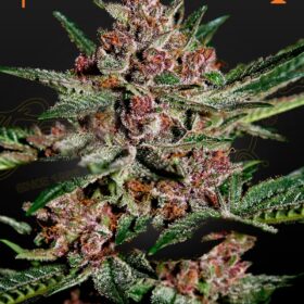 Bubba Kush Green House Seeds