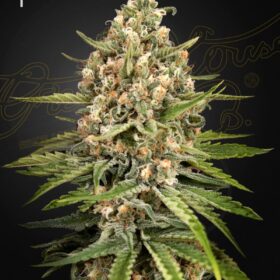 Bubba Slush Green House Seeds