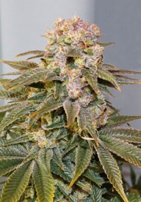 C-Vibez Dutch Passion Seeds