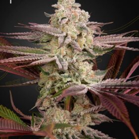 Chemical Bride Green House Seeds