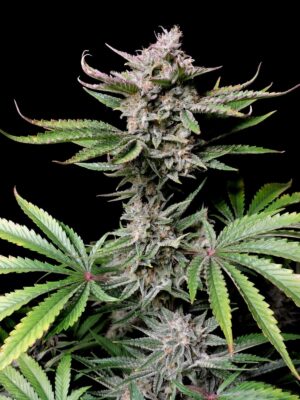 Cherry Cola Auto Fast Buds Seeds