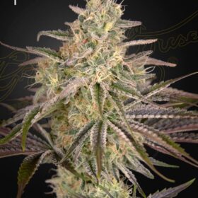 Cloud Walker Green House Seeds