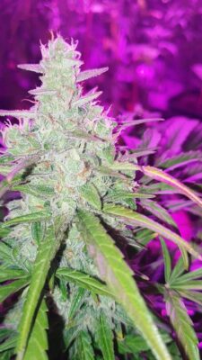 Colorado Cookies Auto Dutch Passion Seeds