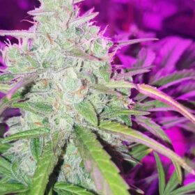 Colorado Cookies Auto Dutch Passion Seeds