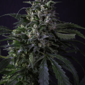 Creeper regular SuperSativaSeedClub
