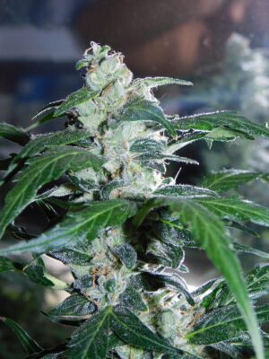 Daiquiri Lime Auto Dutch Passion Seeds