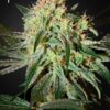 Damn Sour Green House Seeds