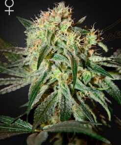 Damn Sour Green House Seeds