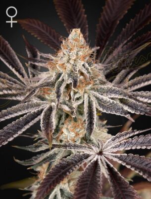 Dark Phoenix Green House Seeds